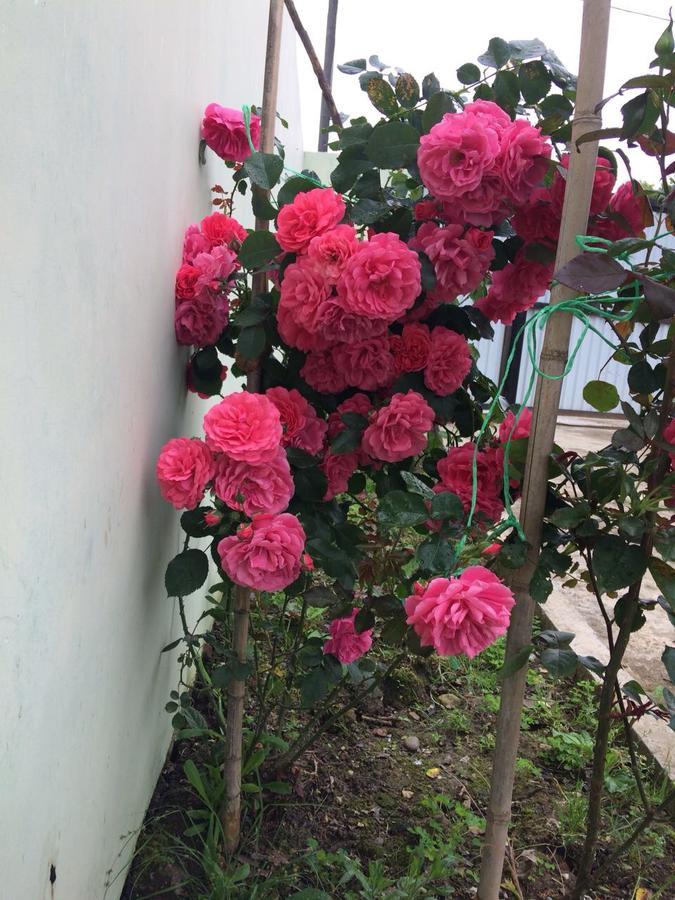 New Athos Guest House On Gagarina Varvara10 المظهر الخارجي الصورة